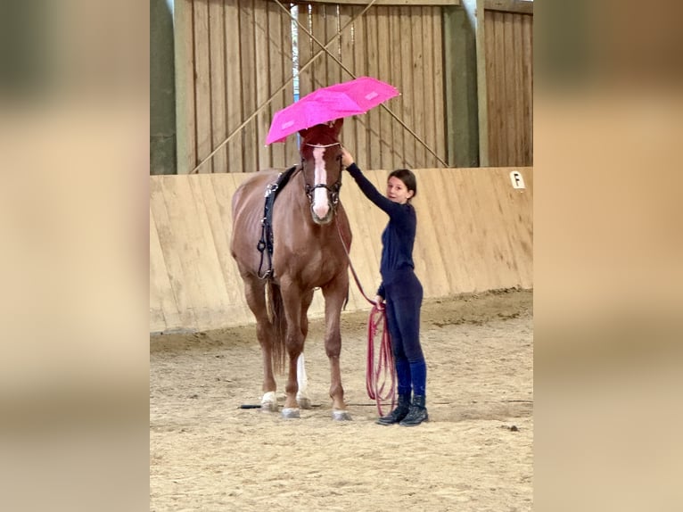 Koń meklemburski Wałach 7 lat 175 cm Kasztanowata in St. Margarethen an der Raab