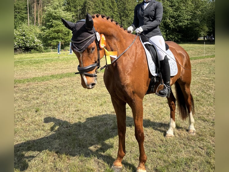 Koń meklemburski Wałach 7 lat 176 cm Ciemnokasztanowata in Greifswald