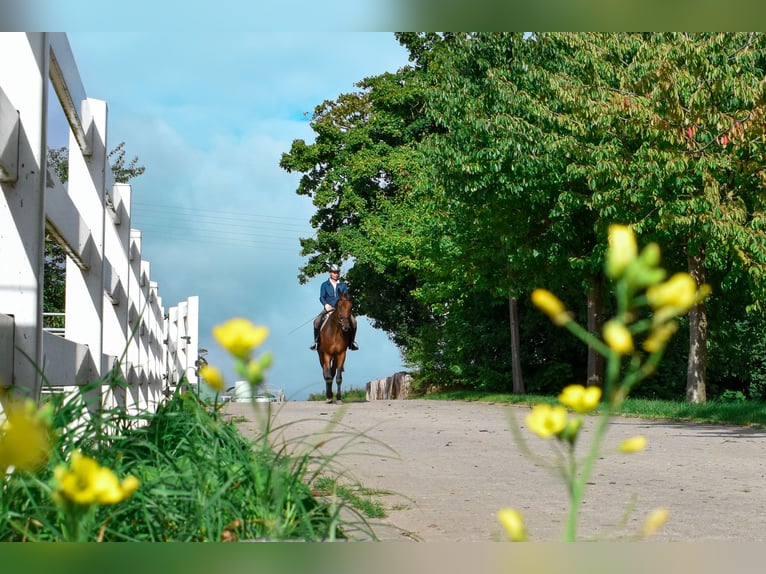 Koń meklemburski Wałach 7 lat 178 cm Gniada in Seebad Bansin
