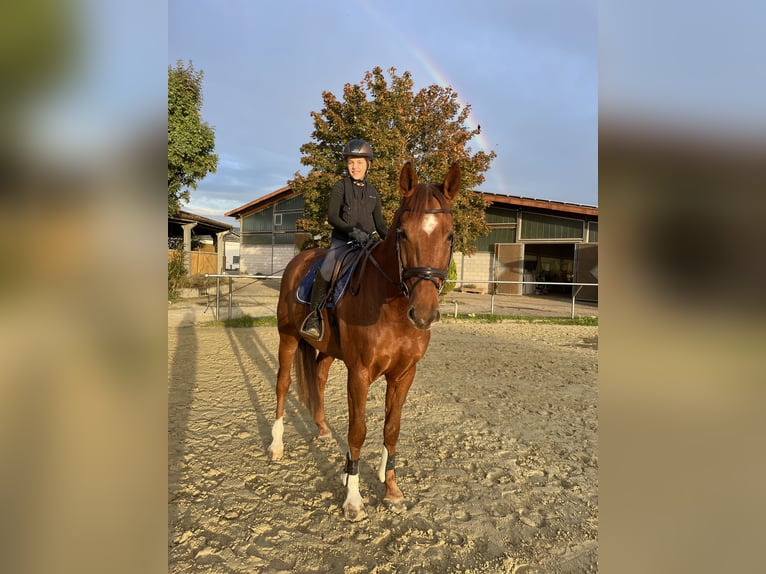 Koń meklemburski Wałach 8 lat 168 cm Kasztanowata in Hattersheim