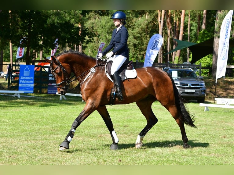 Koń meklemburski Wałach 8 lat 173 cm Ciemnogniada in Reppenstedt