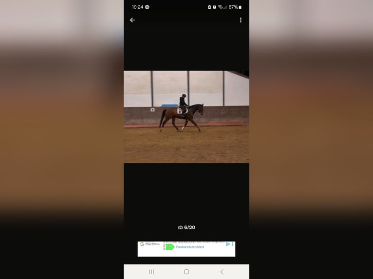 Koń meklemburski Wałach 8 lat 173 cm Gniada in Hagenow