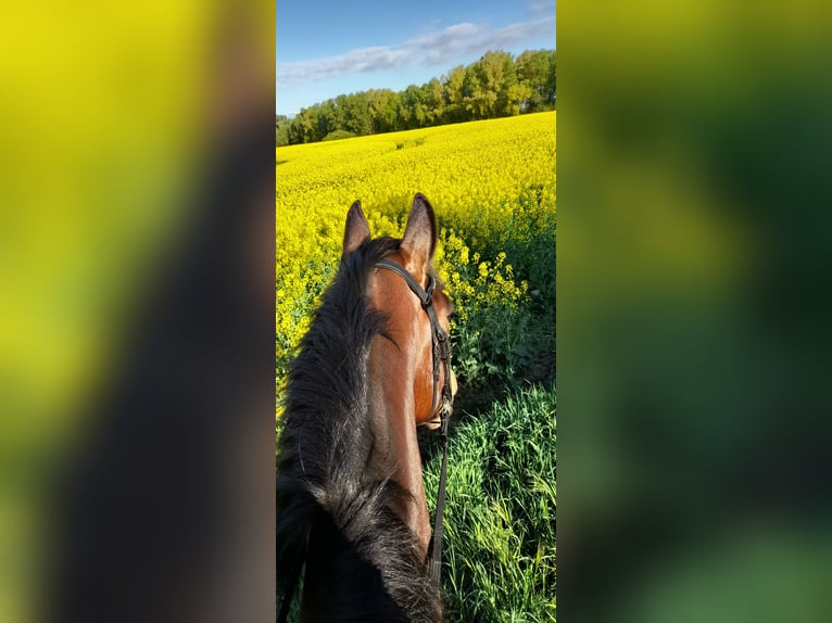 Koń meklemburski Wałach 9 lat 176 cm Gniada in Kavelstorf