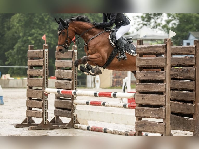 Koń meklemburski Wałach 10 lat 162 cm Gniada in Rackwitz