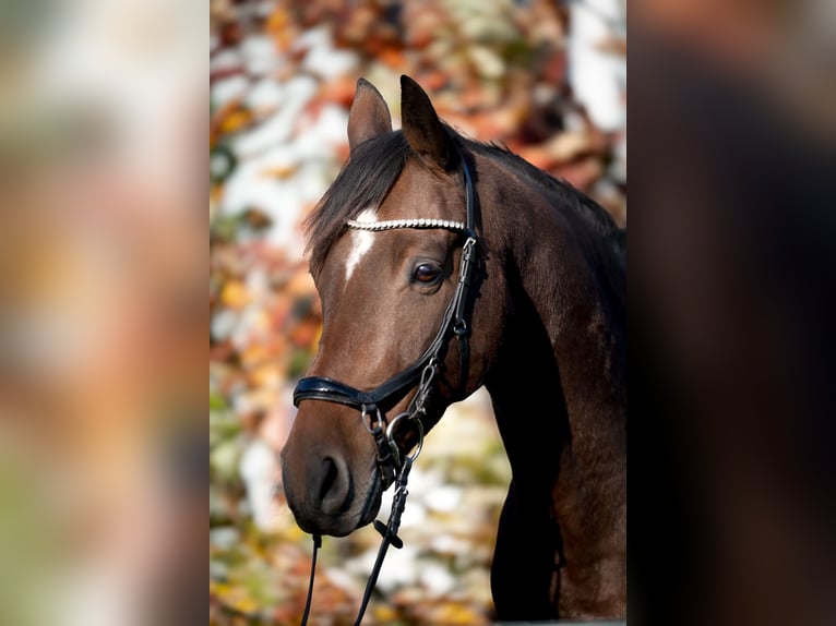 Koń meklemburski Wałach 10 lat 162 cm Gniada in Rackwitz