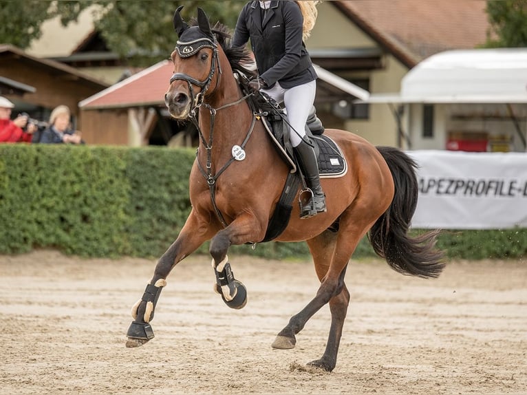 Koń meklemburski Wałach 10 lat 162 cm Gniada in Rackwitz