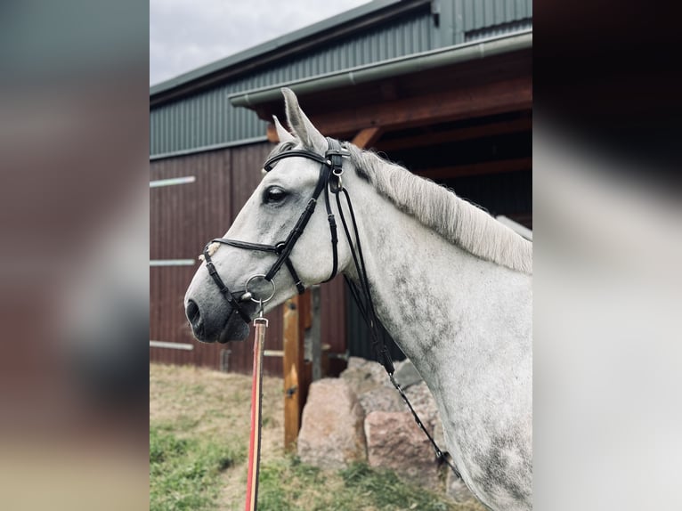 Koń meklemburski Wałach 10 lat 168 cm Siwa in Zerrenthin