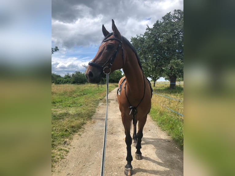 Koń meklemburski Wałach 10 lat 172 cm Gniada in Altdorf