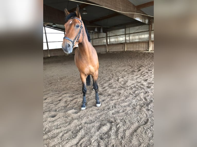 Koń meklemburski Wałach 10 lat 172 cm Gniada in Altdorf