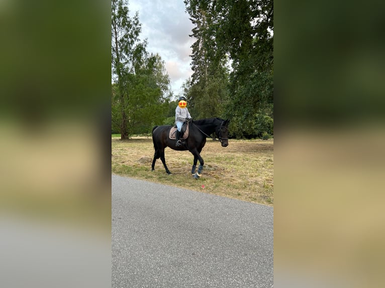 Koń meklemburski Wałach 10 lat Skarogniada in Alveslohe