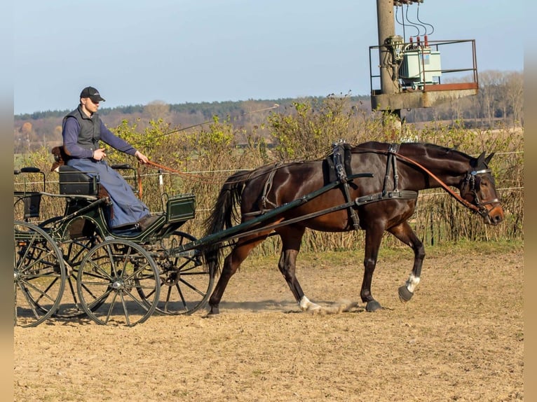 Koń meklemburski Wałach 11 lat 168 cm Gniada in Rühn