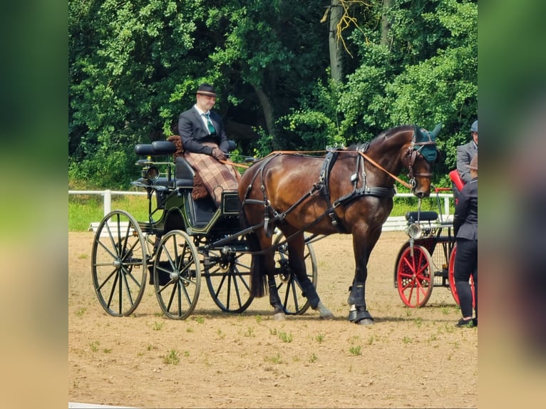 Koń meklemburski Wałach 11 lat 168 cm Gniada in Rühn