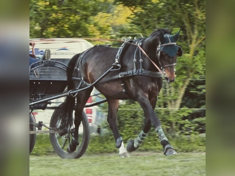 Koń meklemburski Wałach 11 lat 168 cm Gniada in Rühn