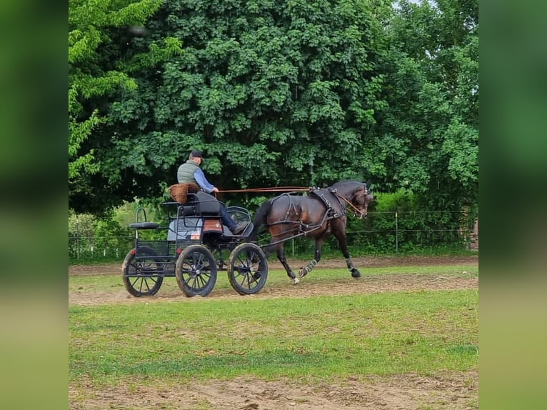 Koń meklemburski Wałach 11 lat 168 cm Gniada in Rühn