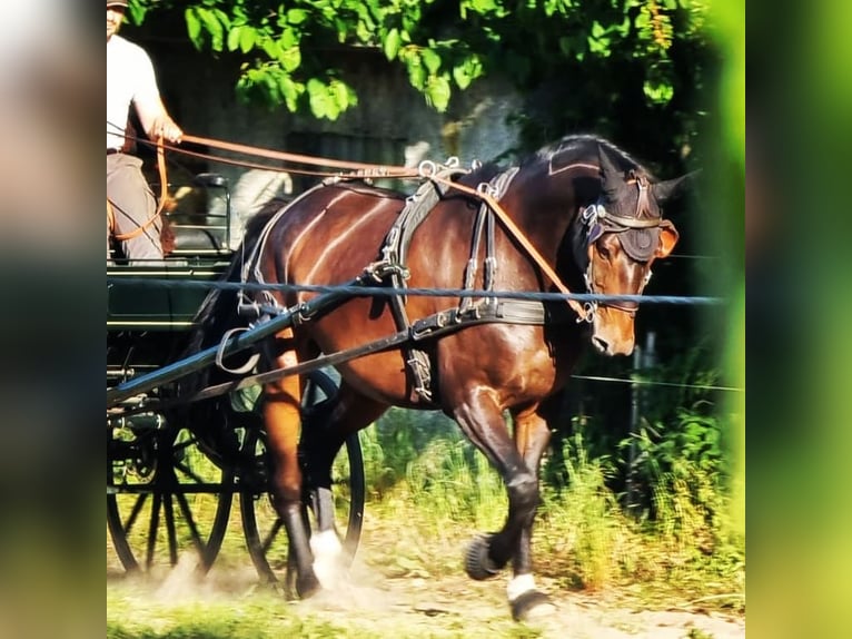 Koń meklemburski Wałach 11 lat 168 cm Gniada in Rühn