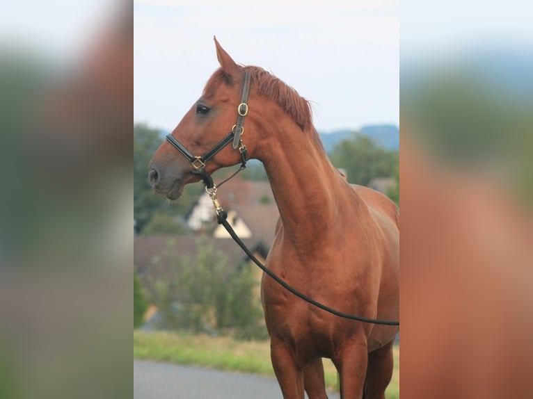 Koń meklemburski Wałach 12 lat 167 cm Ciemnokasztanowata in Solingen