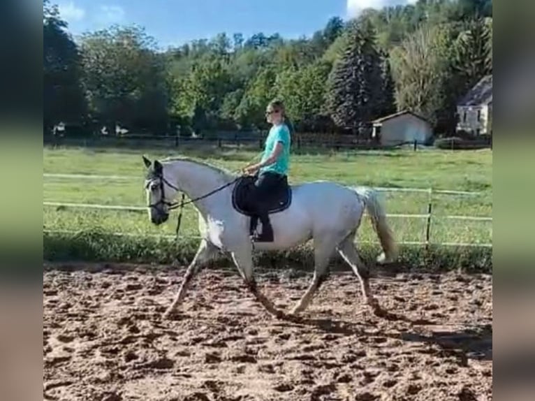 Koń meklemburski Wałach 12 lat 169 cm Siwa in Schönburg