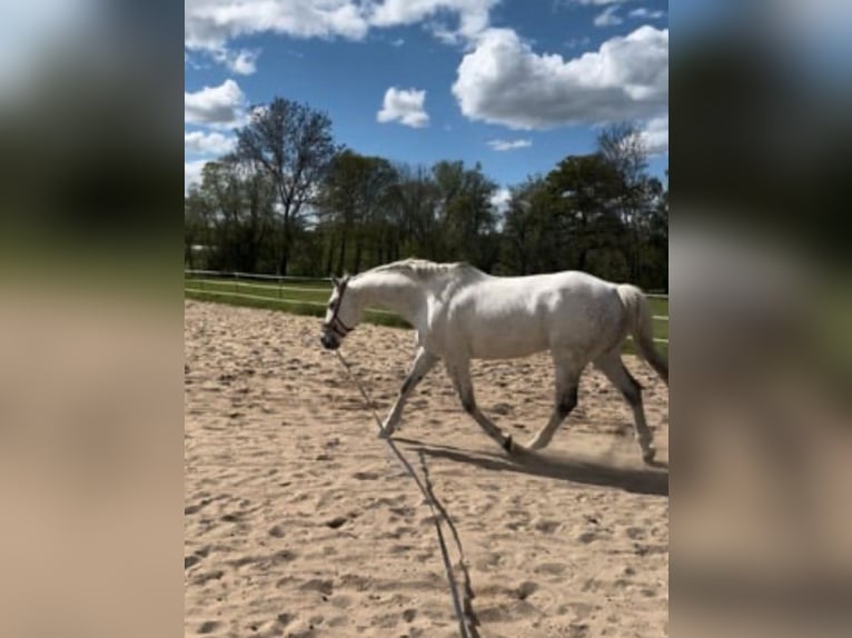 Koń meklemburski Wałach 12 lat 169 cm Siwa in Schönburg