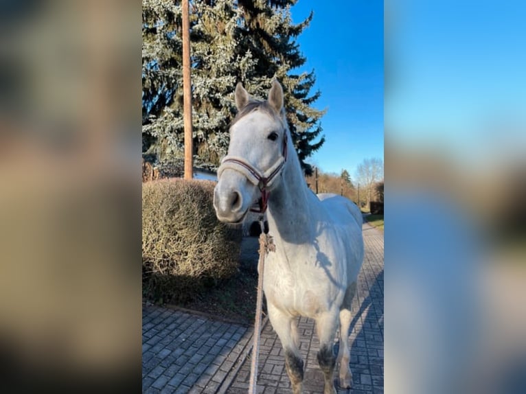 Koń meklemburski Wałach 12 lat 169 cm Siwa in Schönburg