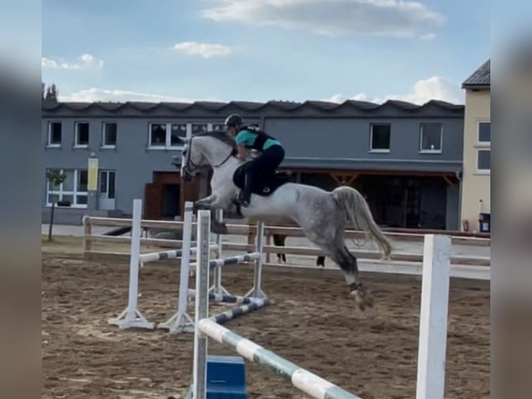 Koń meklemburski Wałach 12 lat 169 cm Siwa in Schönburg