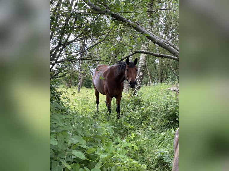 Koń meklemburski Wałach 12 lat 172 cm Gniada in Barsbüttel