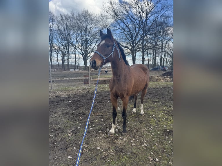 Koń meklemburski Wałach 13 lat 158 cm Ciemnogniada in Bernau