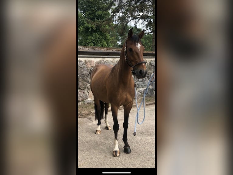 Koń meklemburski Wałach 13 lat 158 cm Ciemnogniada in Bernau