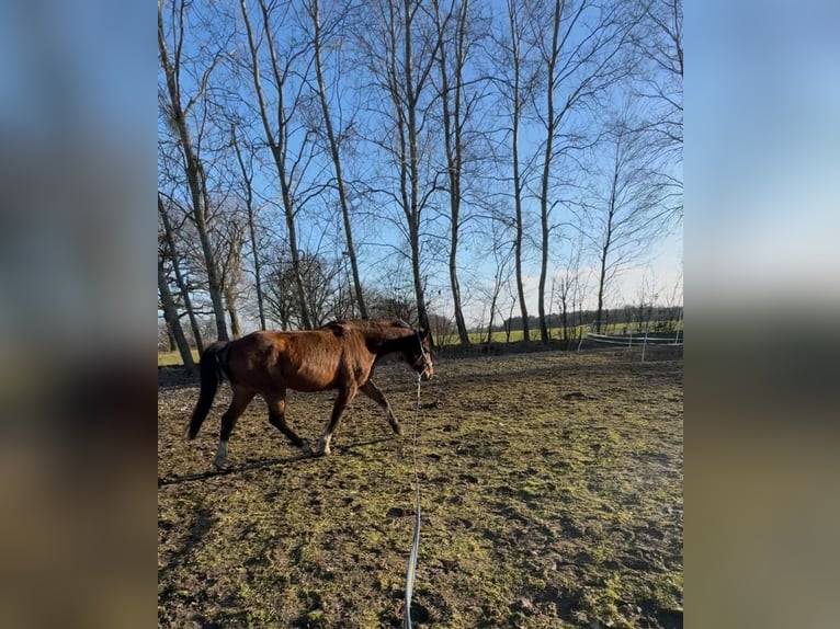 Koń meklemburski Wałach 13 lat 158 cm Ciemnogniada in Bernau