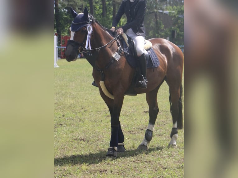 Koń meklemburski Wałach 13 lat 163 cm in Cottbus