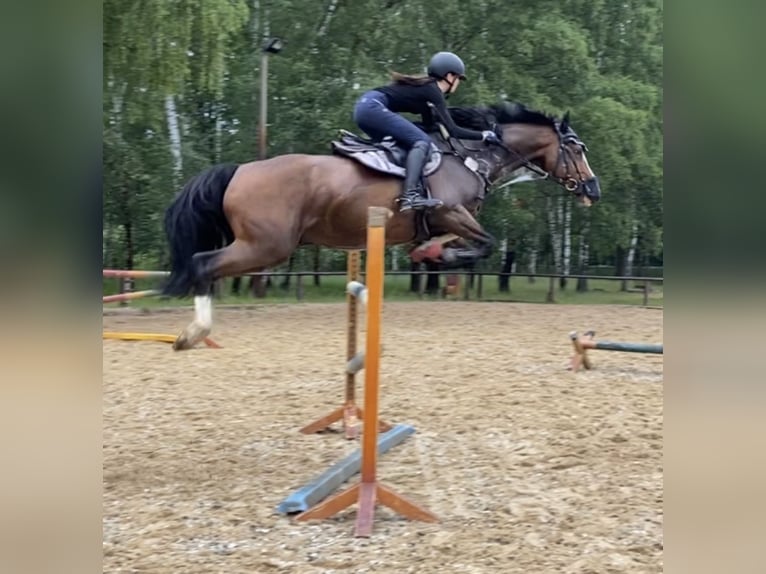 Koń meklemburski Wałach 13 lat 163 cm in Cottbus