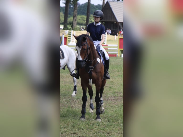 Koń meklemburski Wałach 13 lat 163 cm in Cottbus