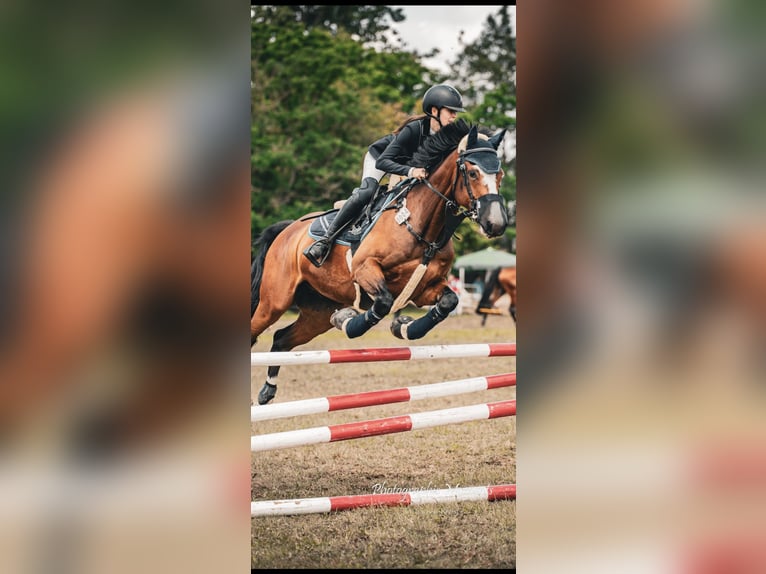 Koń meklemburski Wałach 13 lat 163 cm in Cottbus