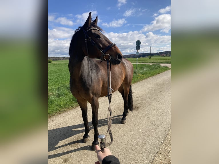 Koń meklemburski Wałach 13 lat 165 cm Gniada in Ehingen an der Donau