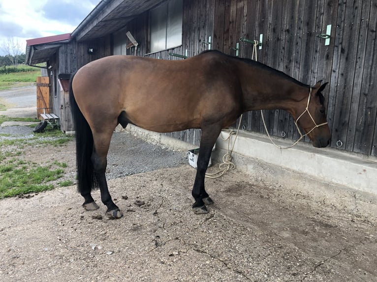 Koń meklemburski Wałach 15 lat 166 cm Gniada in Beilstein