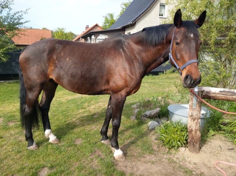 Koń meklemburski Wałach 15 lat 175 cm Gniada in Kogel