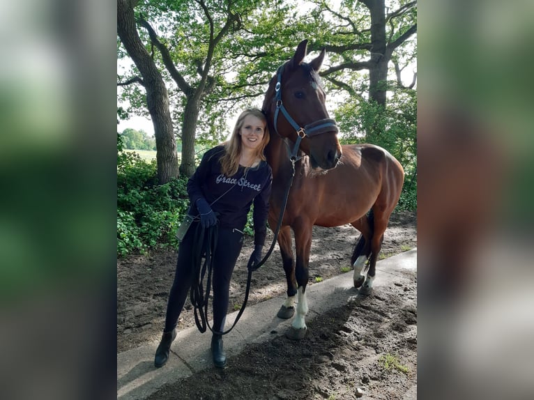 Koń meklemburski Wałach 16 lat 173 cm Gniada in Hetlingen