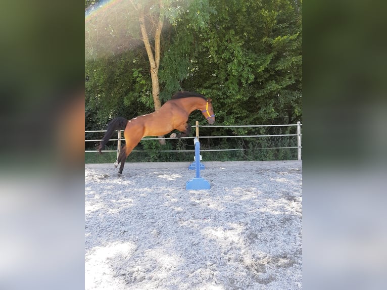 Koń meklemburski Wałach 17 lat 172 cm Gniada in Waldshut-Tiengen