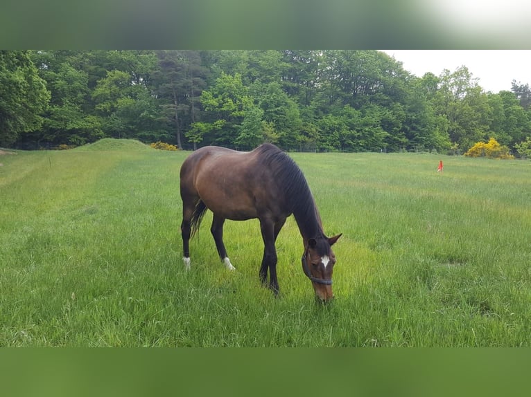 Koń meklemburski Wałach 17 lat 180 cm Gniada in Sehlen