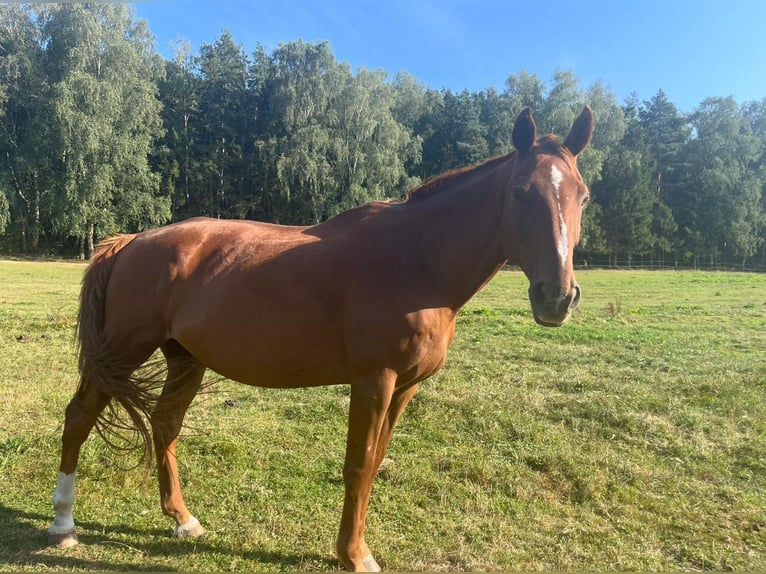 Koń meklemburski Wałach 18 lat 185 cm Kasztanowata in Breechen