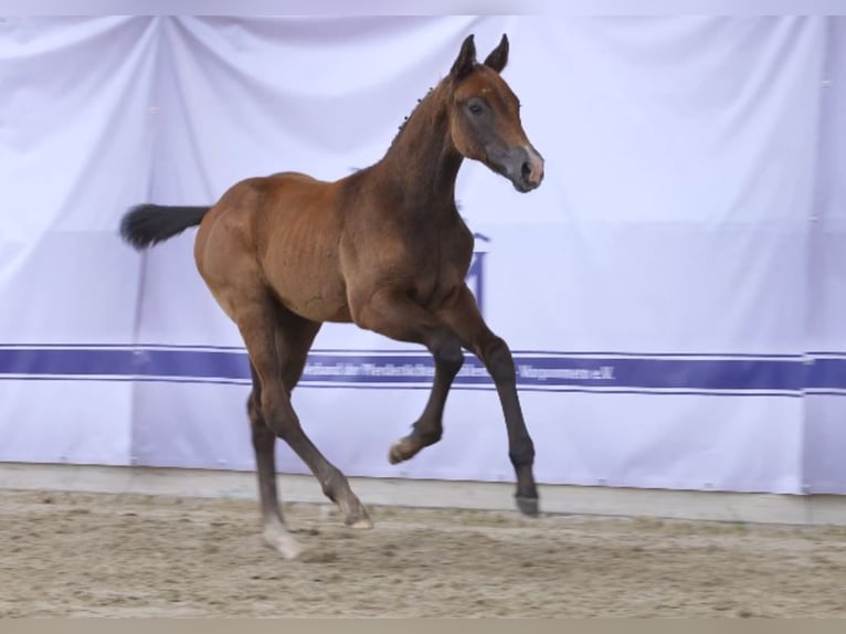 Koń meklemburski Wałach 2 lat 160 cm Siwa in Ludwigslust