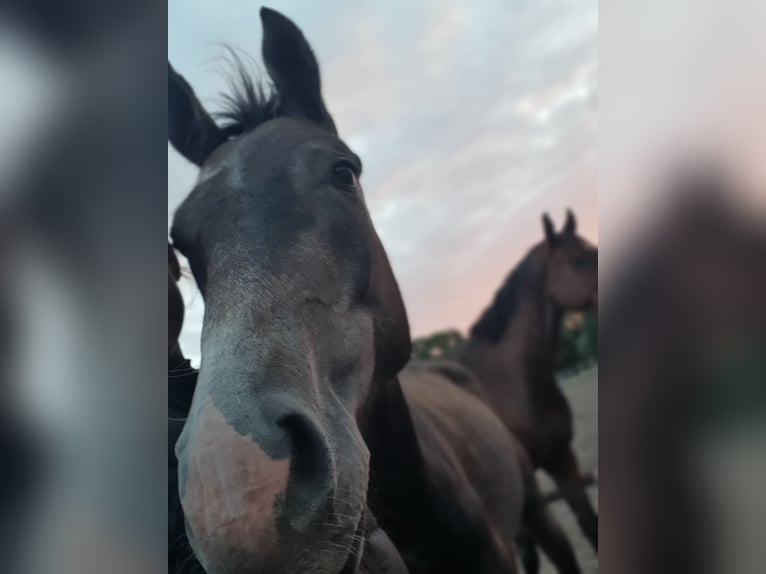 Koń meklemburski Wałach 2 lat 160 cm Siwa in Ludwigslust