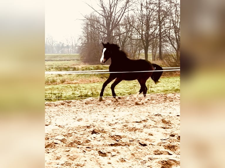 Koń meklemburski Wałach 2 lat 170 cm Gniada in Neuenstein