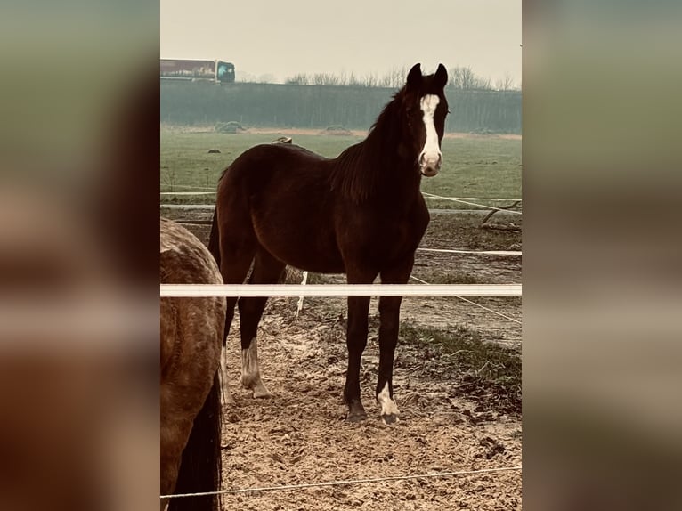 Koń meklemburski Wałach 2 lat 170 cm Gniada in Neuenstein