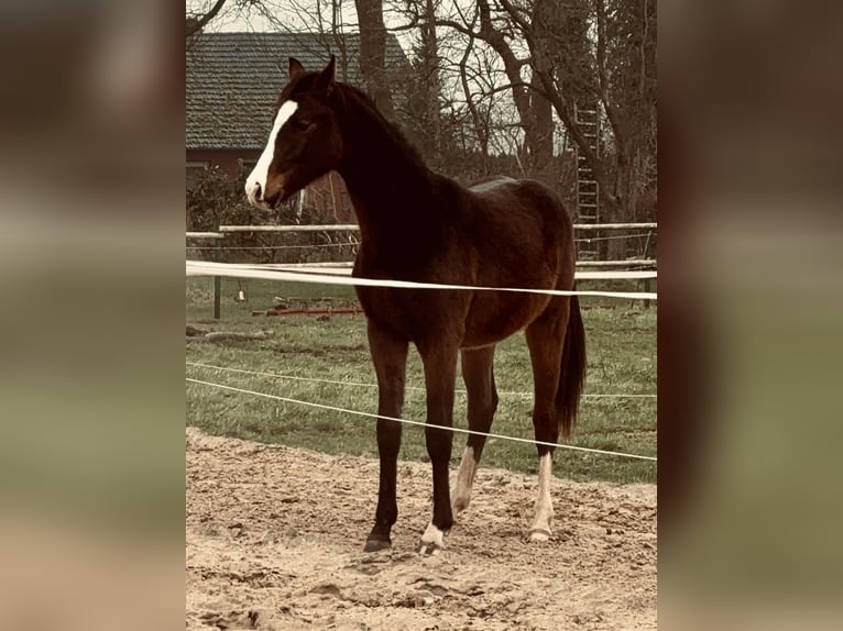 Koń meklemburski Wałach 2 lat 170 cm Gniada in Neuenstein