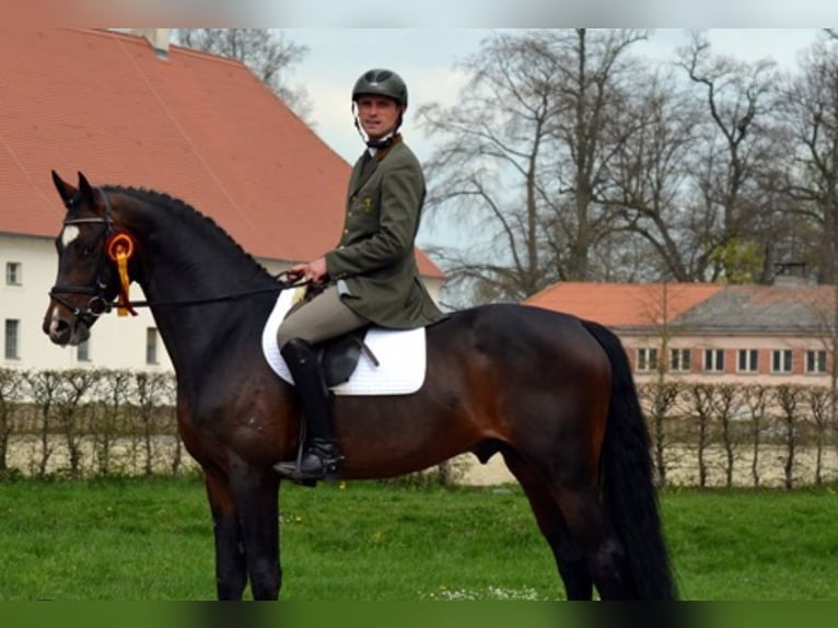 Koń meklemburski Wałach 2 lat 170 cm Gniada in Neuenstein