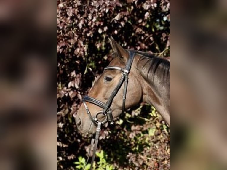 Koń meklemburski Wałach 3 lat 158 cm Gniada in Heidekrug