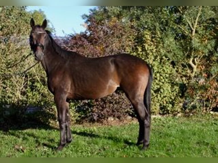 Koń meklemburski Wałach 3 lat 158 cm Gniada in Heidekrug