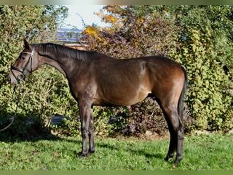 Koń meklemburski Wałach 3 lat 158 cm Gniada in Heidekrug