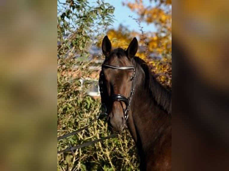 Koń meklemburski Wałach 3 lat 158 cm Gniada in Heidekrug