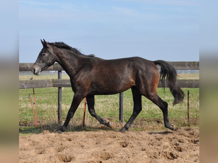 Koń meklemburski Wałach 3 lat 165 cm Karosiwa in Galenbeck